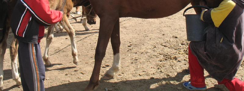 A mare being milked in the Suusamyr Valley, Kyrgyzstan